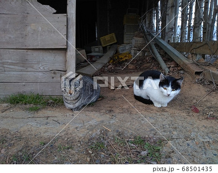 廃屋にたたずむ兄弟猫 廃屋にたたずむ兄弟猫 68501435