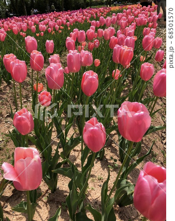 Pink tulip field Mistress》 - Stock Photo [68501570] - PIXTA