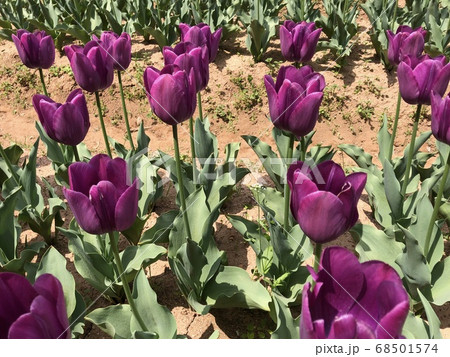 紫のチューリップ畑 紫水晶 の写真素材