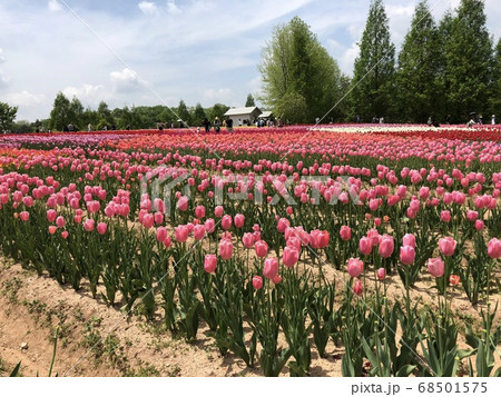 《チューリップ畑》 68501575