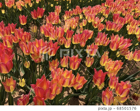 《赤と黄色の2色咲きチューリップ畑　バレリーナ》 68501576