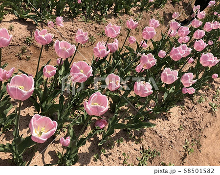 ピンクのチューリップ畑 ピンクダイヤモンド の写真素材