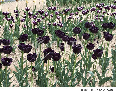 黒紫のチューリップ畑 ポールシェラー の写真素材