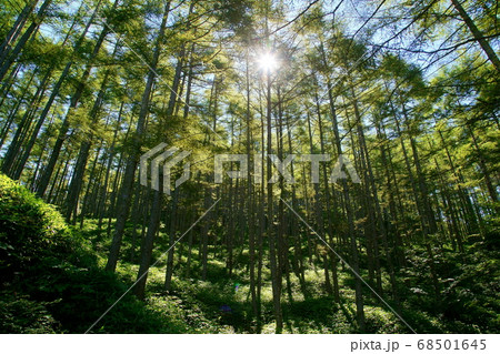 山梨県の木漏れ日の森 68501645