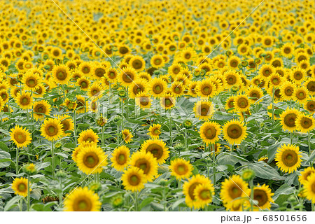 一面に咲いたヒマワリの花 68501656