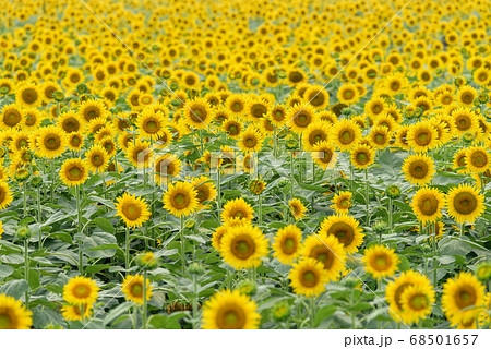 一面に咲いたヒマワリの花 68501657
