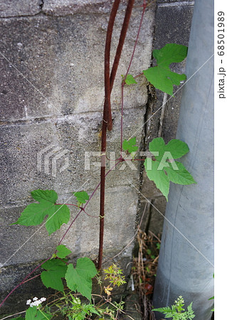 ブロック塀の鉄杭に絡むノブドウの葉 68501989