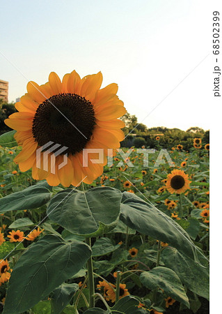 長居植物園のひまわり畑 68502399