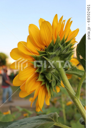 長居植物園のひまわり畑 長居植物園のひまわり畑 68502401