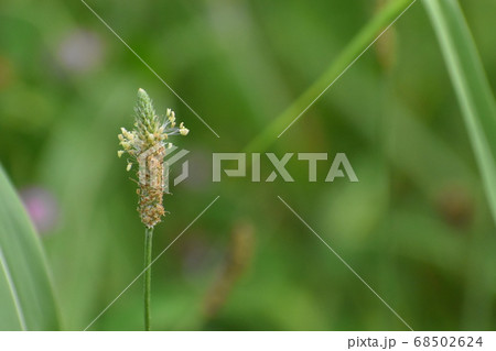 山田池公園 山田池公園 68502624