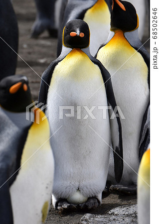 抱卵するオウサマペンギン（サウスジョージア島） 68502646