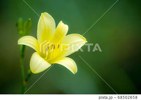 榛名山に咲くユウスゲの花 68502658