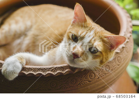The cat sleeps comfortably. The cat sleeps comfortably. 68503164