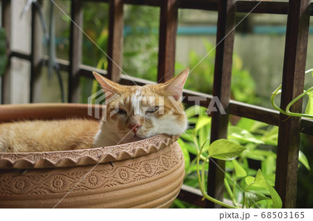The cat sleeps comfortably. The cat sleeps comfortably. 68503165