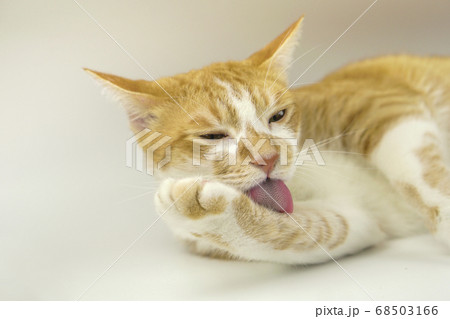 A cat lying on a white background. 68503166