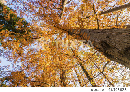 そそり立つ紅葉の木 そそり立つ紅葉の木 68503823