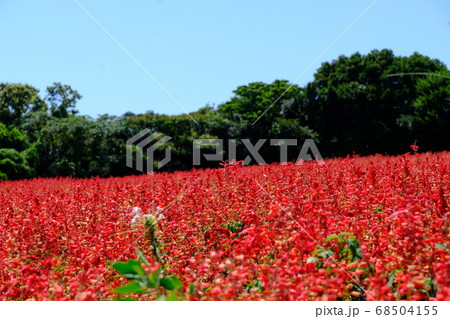 サルビア 68504155