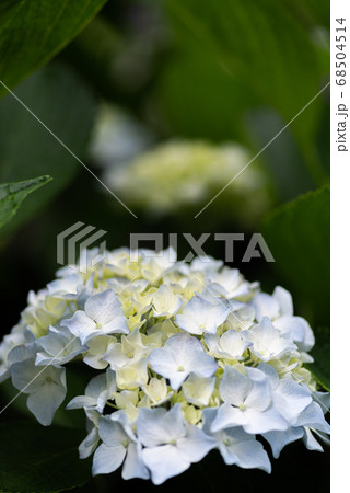 雨が似合う紫陽花　　青色 68504514