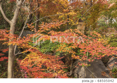 木々は紅葉の季節 68505042