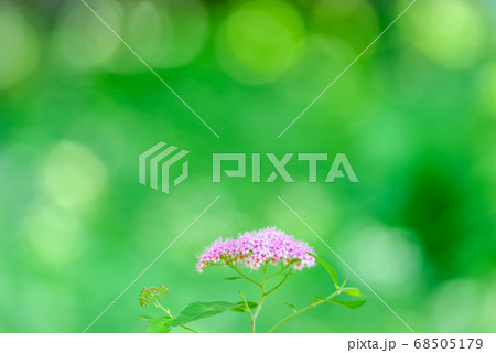 新緑の中に咲くシモツケの花 新緑の中に咲くシモツケの花 68505179