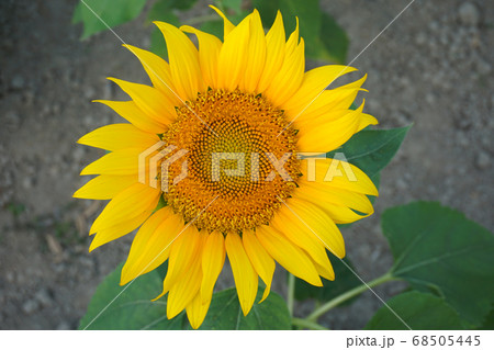 真上を向くひまわりの写真素材 [68505445] - PIXTA
