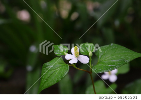 雨に濡れる初夏の庭に咲くドクダミの白い花 68505501