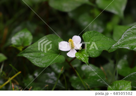 雨に濡れる初夏の庭に咲くドクダミの白い花 68505502
