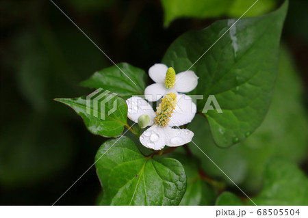 雨に濡れる初夏の庭に咲くドクダミの白い花 68505504