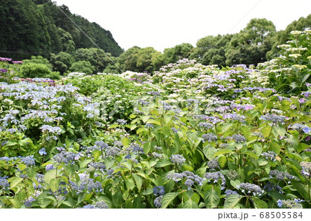 加茂荘花鳥園 68505584