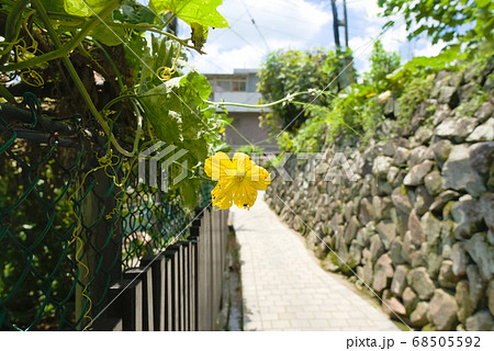花 フラワー お花 68505592