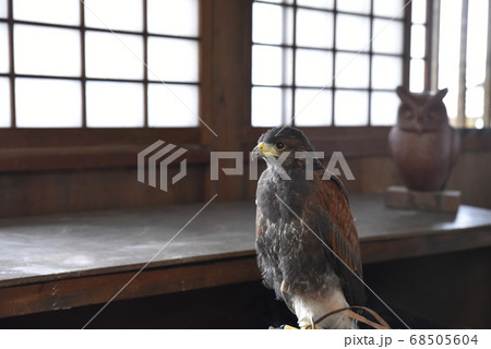 加茂荘花鳥園 68505604