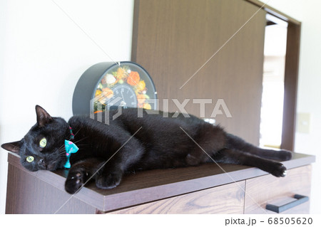 呆然とした顔で横たわる黒猫の写真素材
