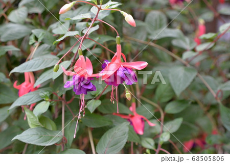 加茂荘花鳥園 68505806