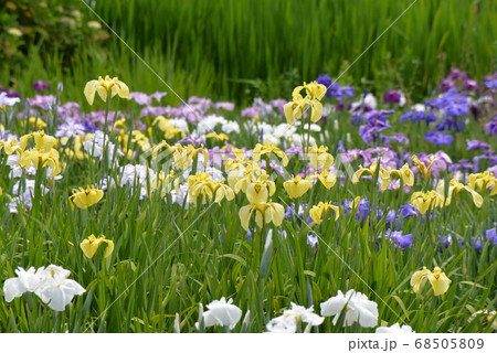 加茂荘花鳥園 68505809