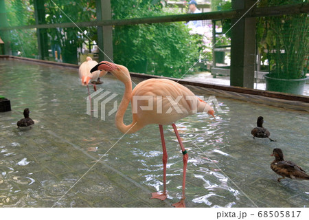 加茂荘花鳥園 68505817