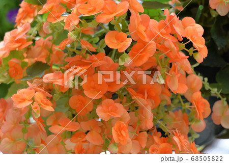 加茂荘花鳥園 68505822