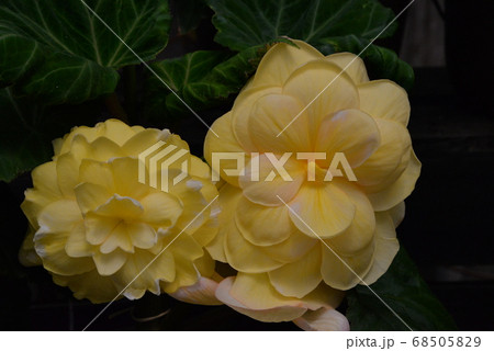 加茂荘花鳥園 68505829