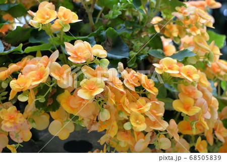 加茂荘花鳥園 加茂荘花鳥園 68505839