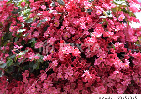 加茂荘花鳥園 68505850