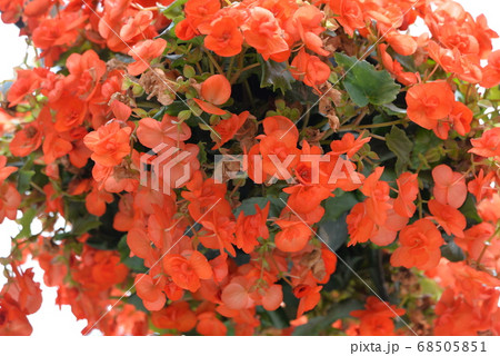加茂荘花鳥園 加茂荘花鳥園 68505851