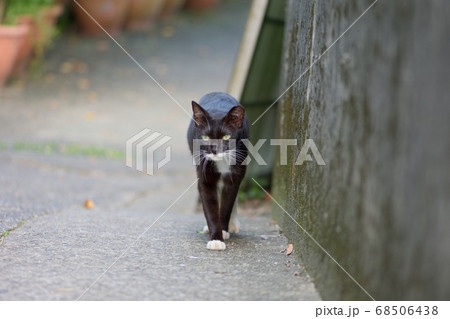 猫 ねこ ネコ 68506438