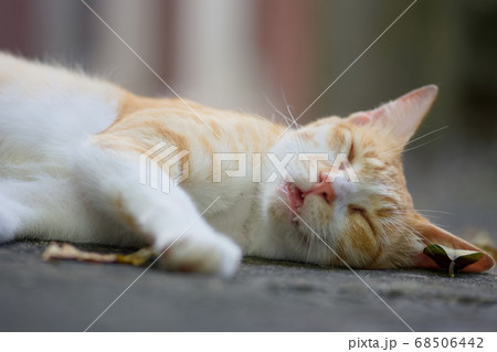 猫 ねこ ネコ 68506442