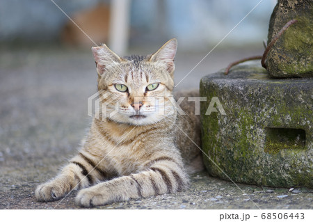 猫 ねこ ネコ 68506443
