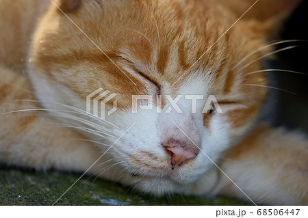 猫 ねこ ネコ 68506447