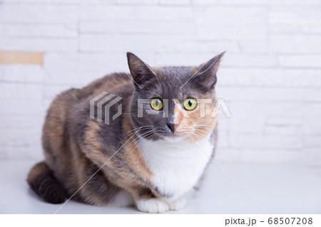 Domestic tricolor (white, gray, red) mestizo cat with yellow-green eyes against a white wall. Close-up. Domestic tricolor (white, gray, red) mestizo cat with yellow-green eyes against a white wall. Close-up. 68507208