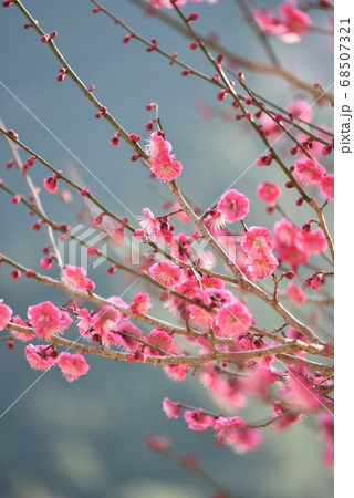 梅の花 68507321