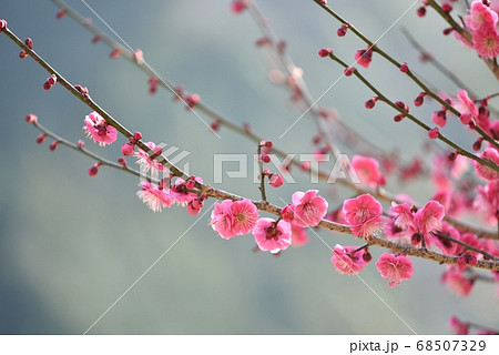 梅の花 68507329