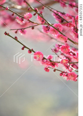 梅の花 68507331