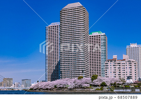 隅田川の桜並木と高層マンション群 隅田川の桜並木と高層マンション群 68507889