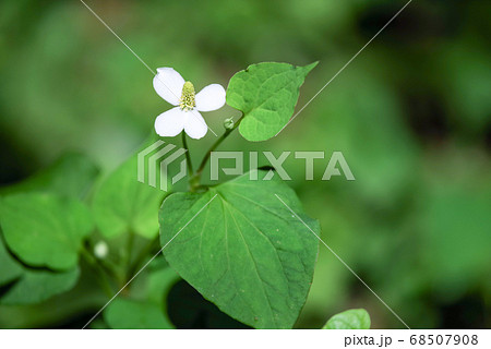 木陰に咲く真っ白なドクダミの花 68507908